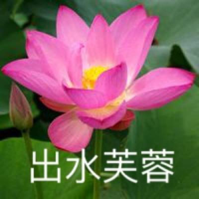 真假隋唐官方(暂未上线)v1.0.0 安卓版